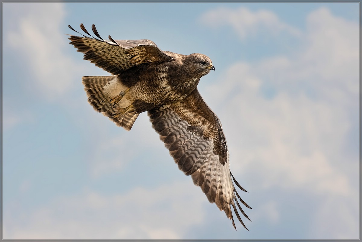 Bussard