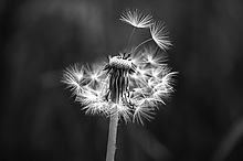 Schwarz Weiss Forum Fur Naturfotografen