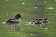 Schellenten