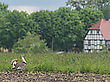 Großtrappe in Brandenburg