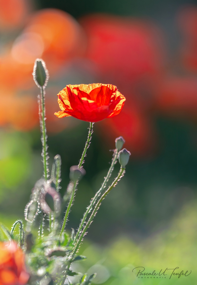 Little red Queen