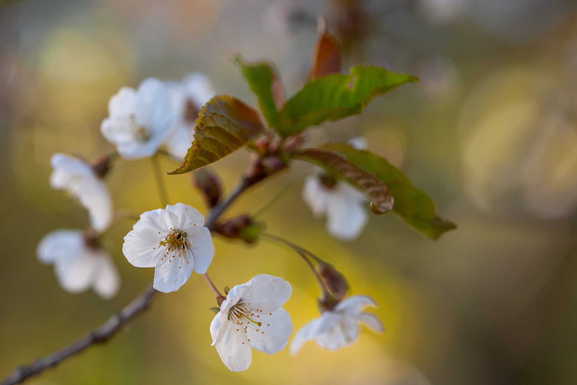 Wildkirschblüte