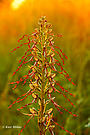 Bocks-Riemenzunge (Himantoglossum hircinum)