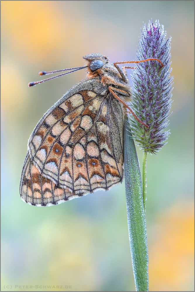 Der Mittlere Perlmuttfalter (Fabriciana niobe)