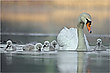 Familie Schwan