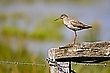 Mama passt auf - Rotschenkel