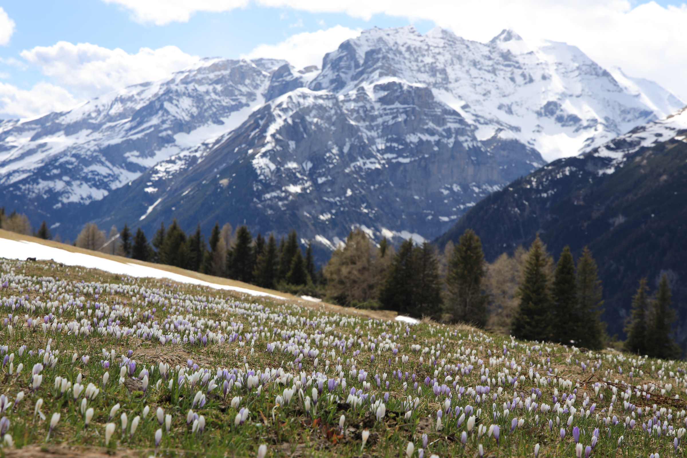 Bergfrühling V