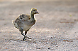Goose crossing