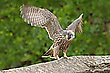 Junger Wanderfalke