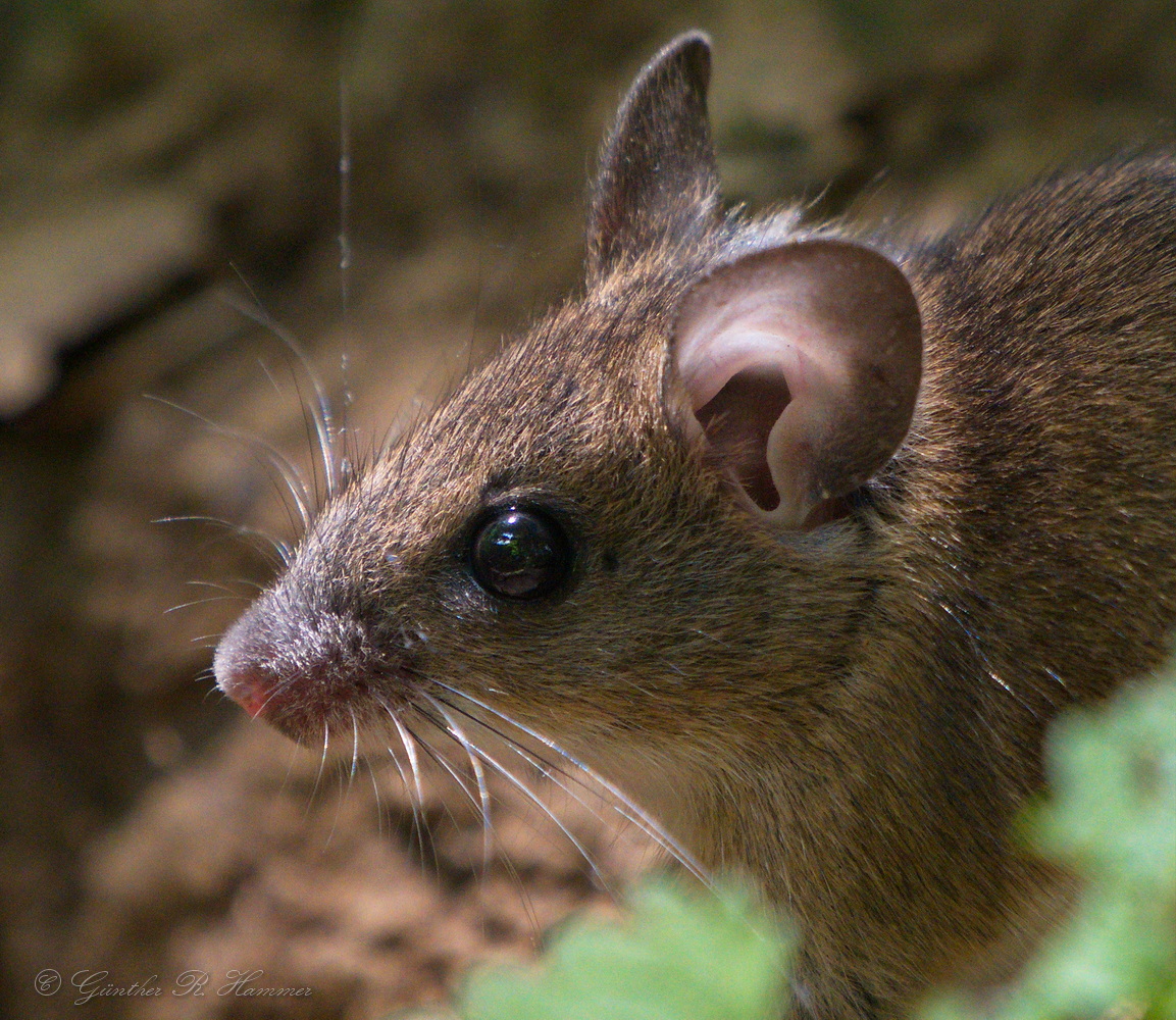 Mausportrait