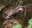 Mausportrait