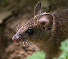 Mausportrait