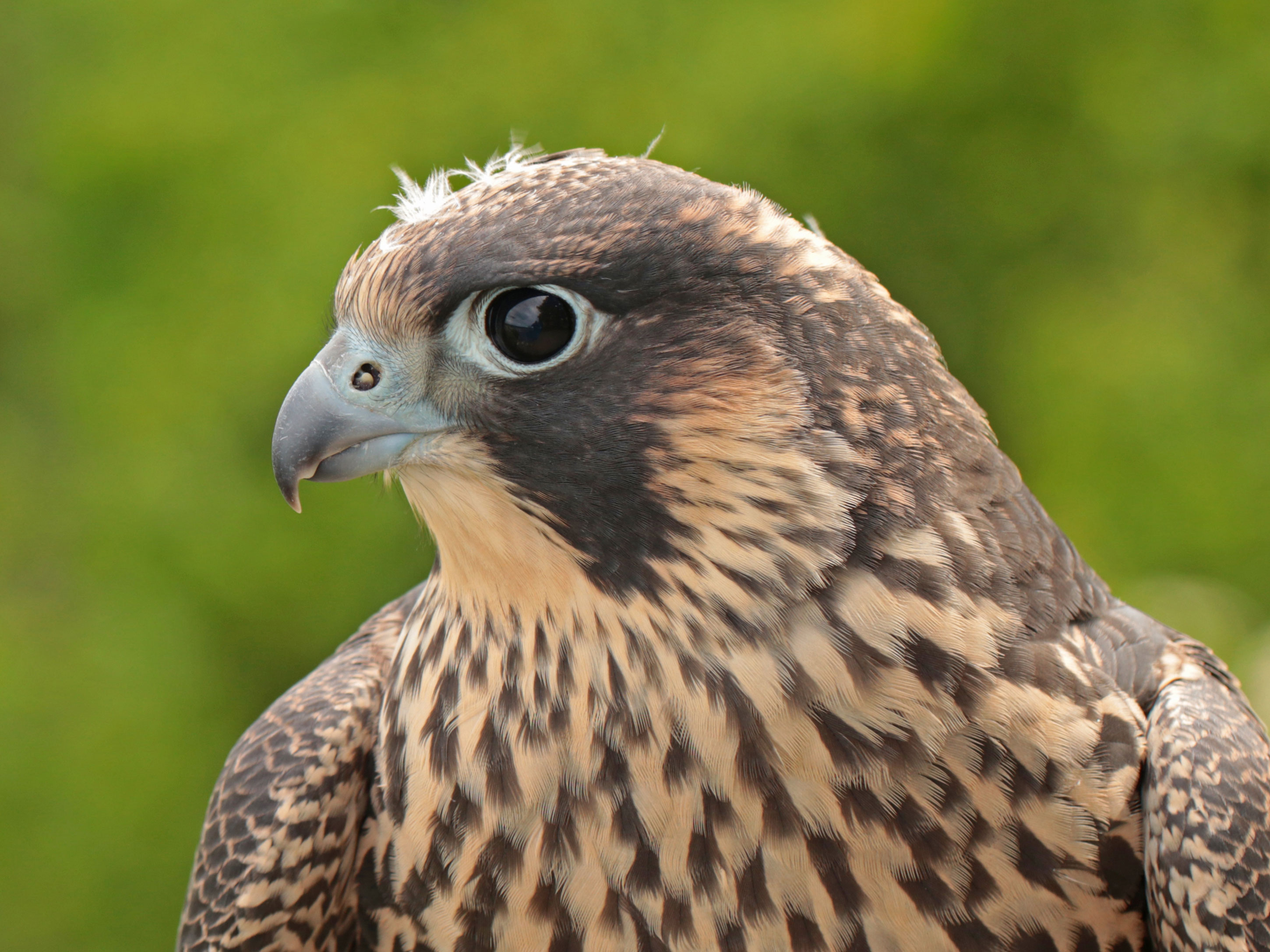 Portrait junger Wanderfalke