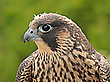 Portrait junger Wanderfalke