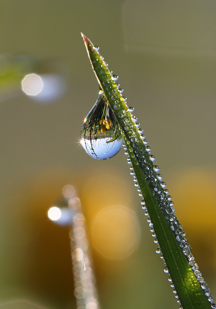 die Butterblumen