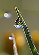 die Butterblumen