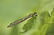Frühe Adonislibelle