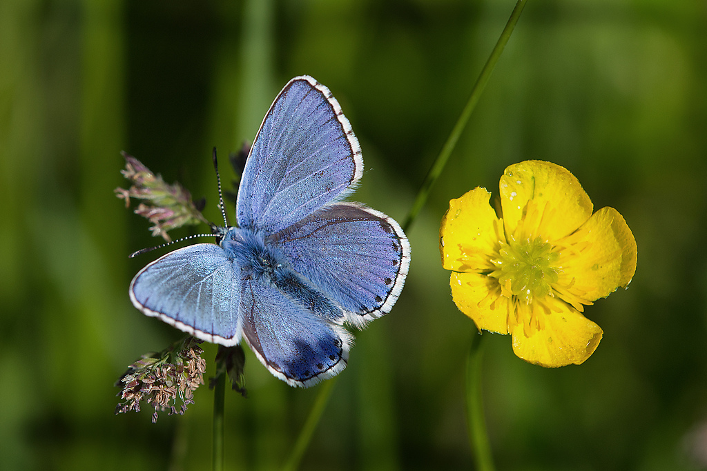 Komplementärfarben (Forum für Naturfotografen)