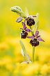 Die Hummel-Ragwurz...