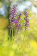Orchis militaris