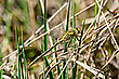 13/2021 (M) Westliche Keiljungfer