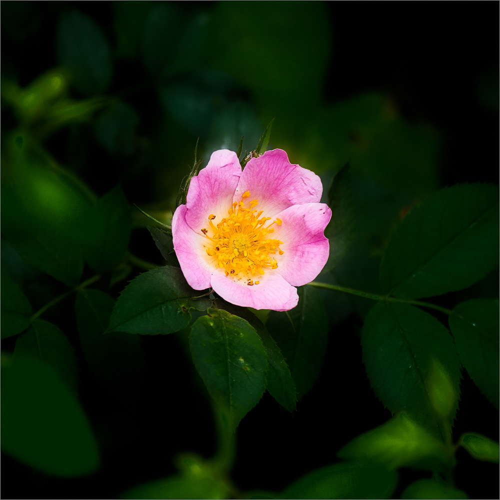 Hundsrose ( Rosa Canina )