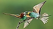 Bienenfresser