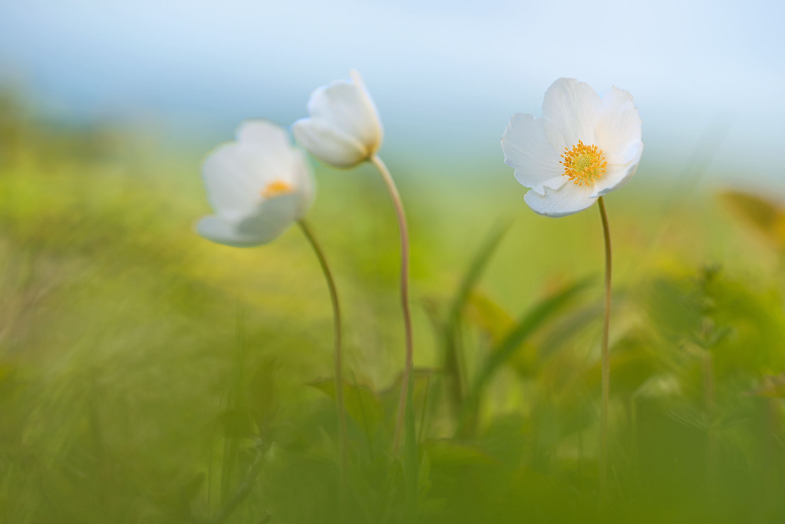 Anemone sylvestris