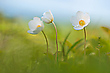 Anemone sylvestris