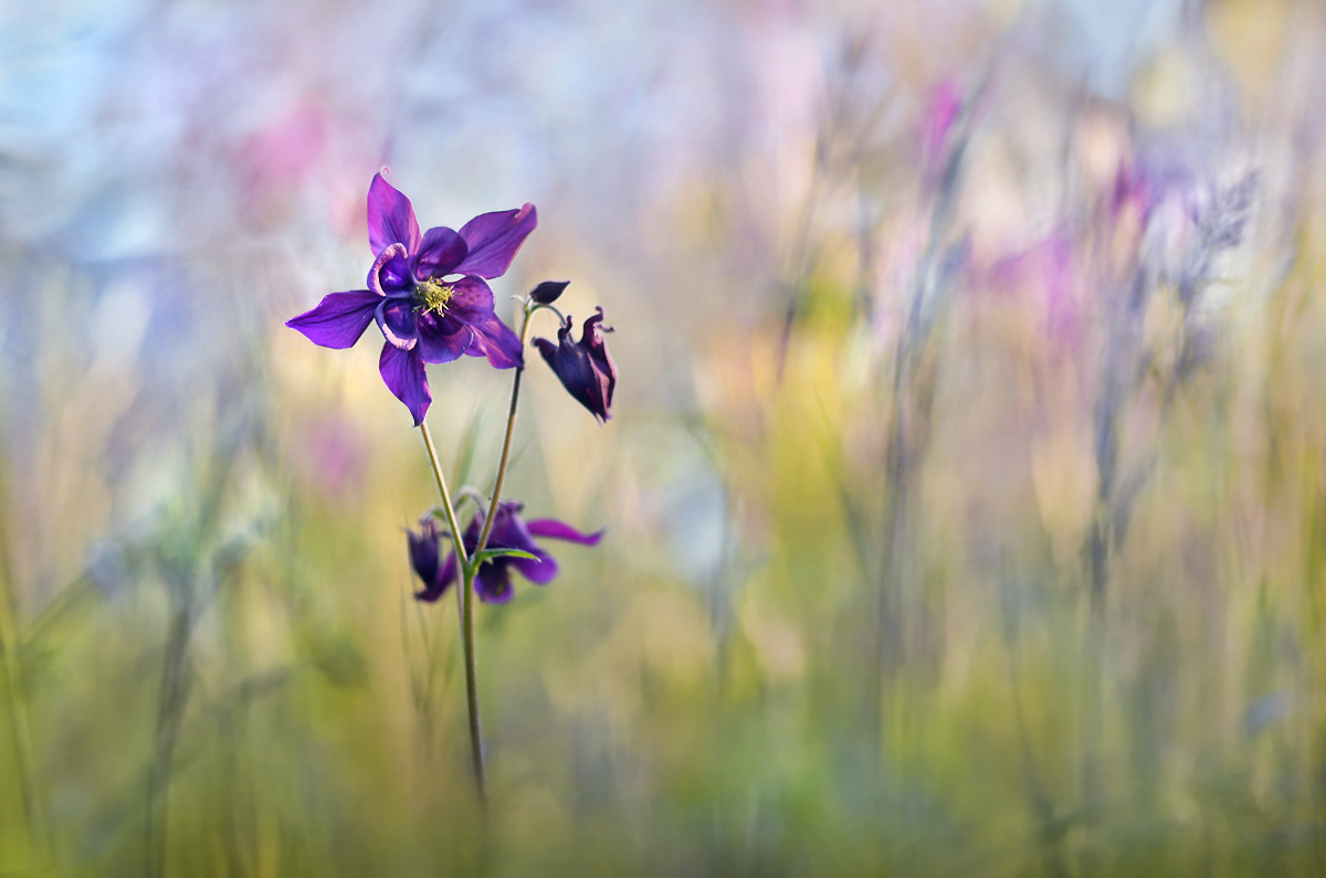 Akelei, (Forum für Naturfotografen)