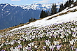 Bergfrühling VI