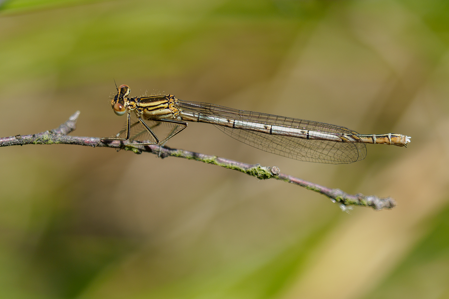 15/2021 (W) Blaue Federlibelle