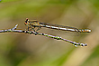 15/2021 (W) Blaue Federlibelle