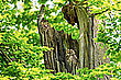 Am Waldkauzbaum