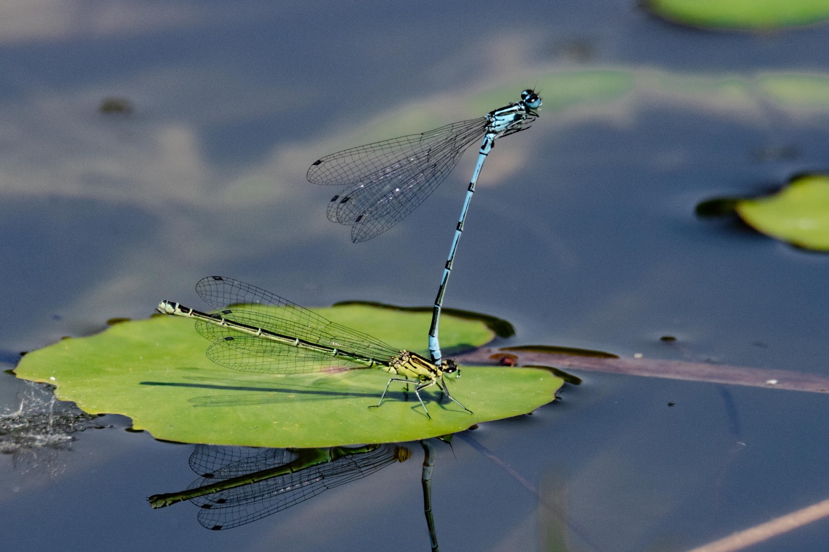 Tandem der Hufeisen-Azurjungfer (Coenagrion puella)