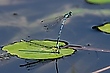 Tandem der Hufeisen-Azurjungfer (Coenagrion puella)