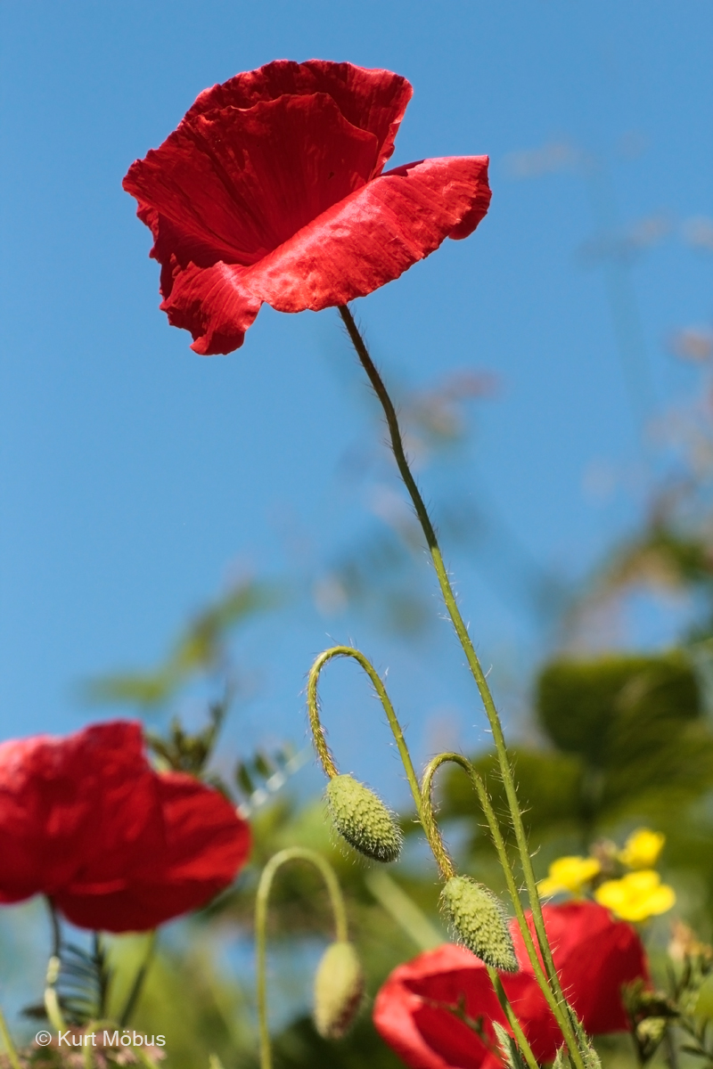 Klatschmohn, wirklich rot