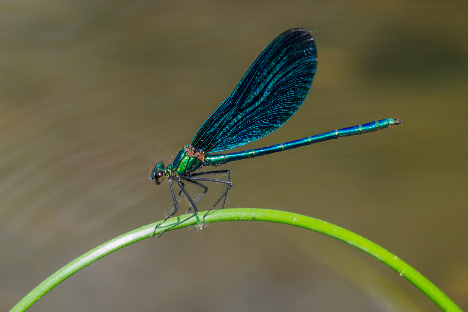 16/2021 (M) Blauflügel Prachlibelle