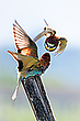 Bienenfresser - Flugkuss