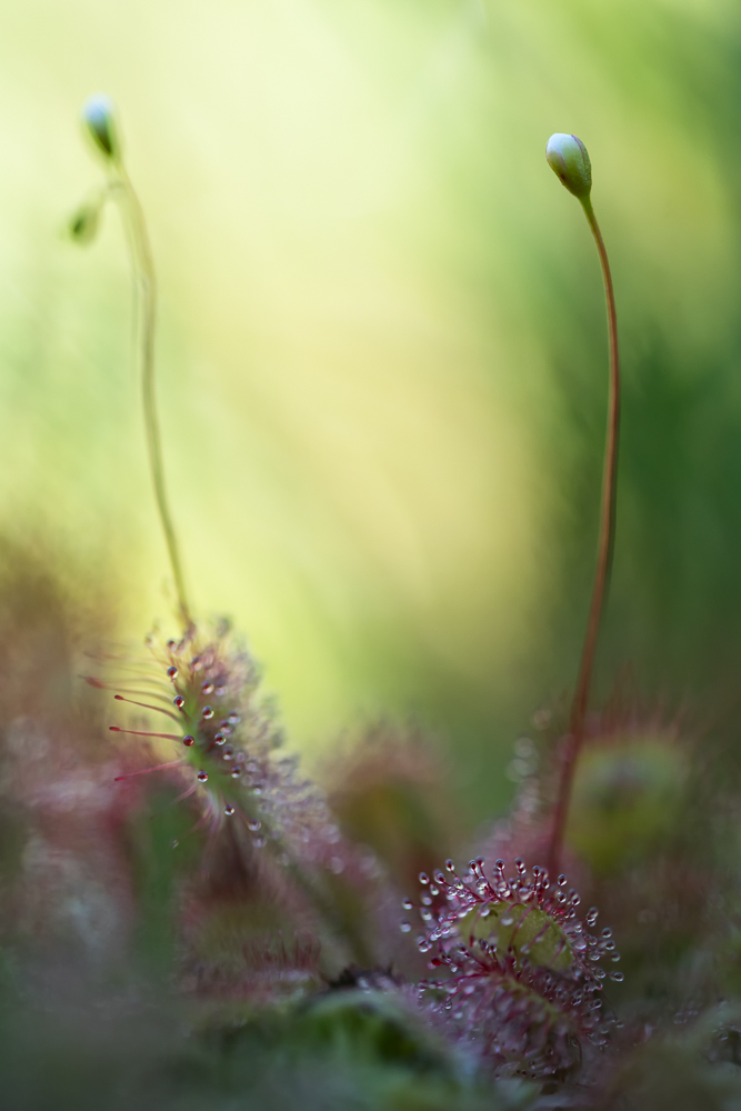 Sonnentau mit Knospen