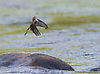 Hunting
