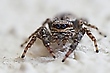 Auf der Mauer auf der Lauer war die Springspinne