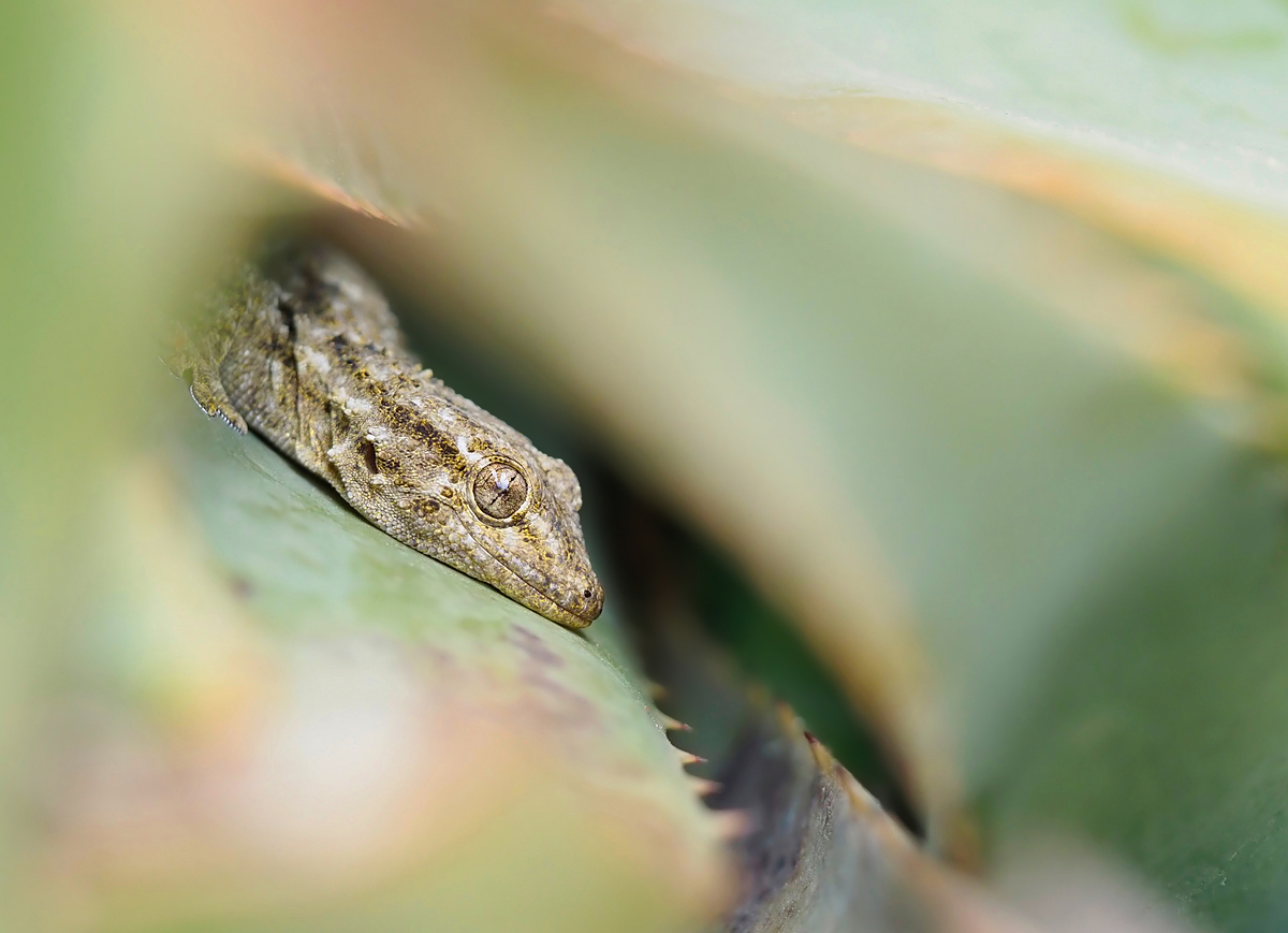 Gecko in Aloe Vera