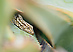 Gecko in Aloe Vera