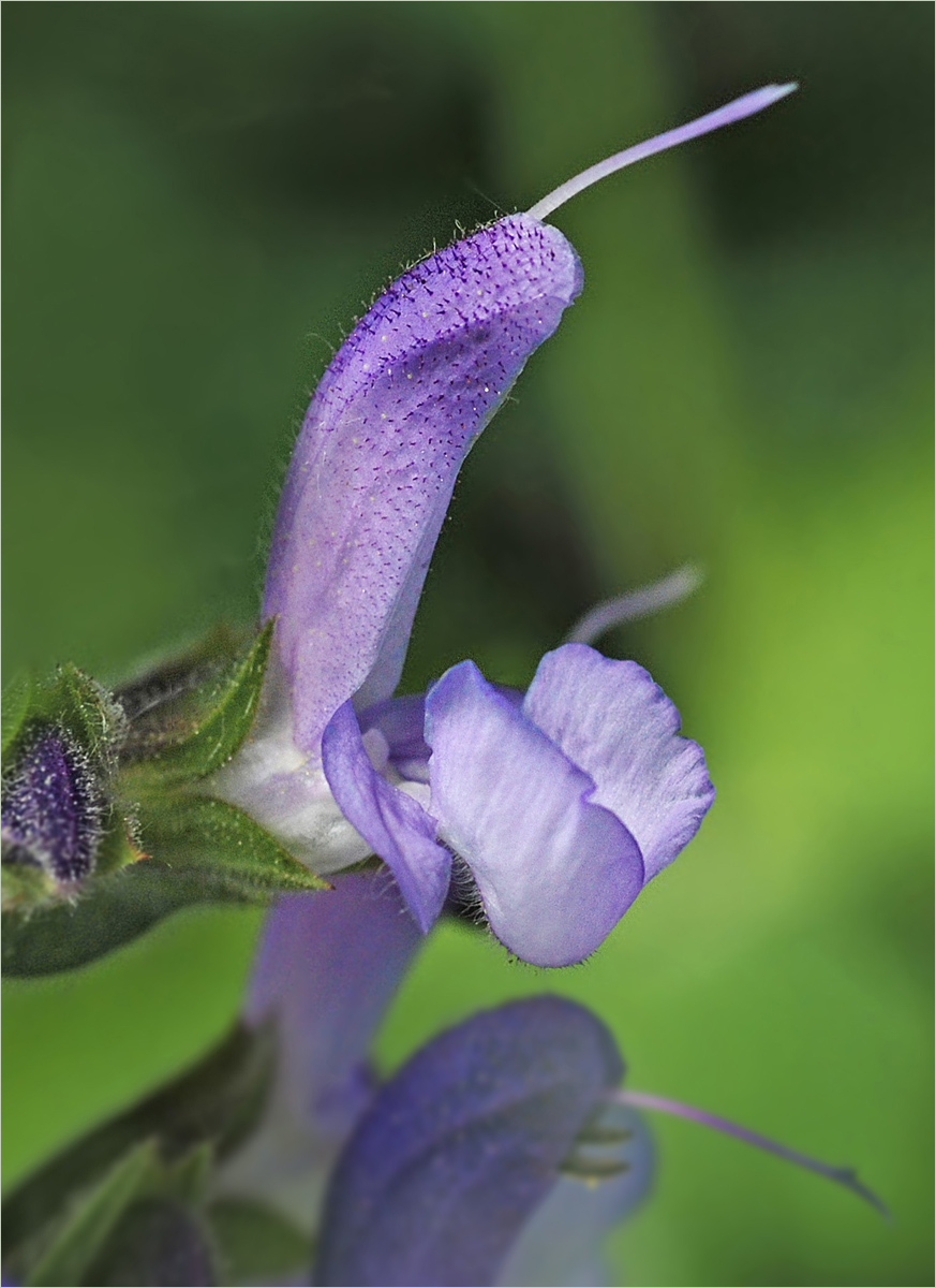 Wiesensalbei