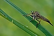 Raubfliege