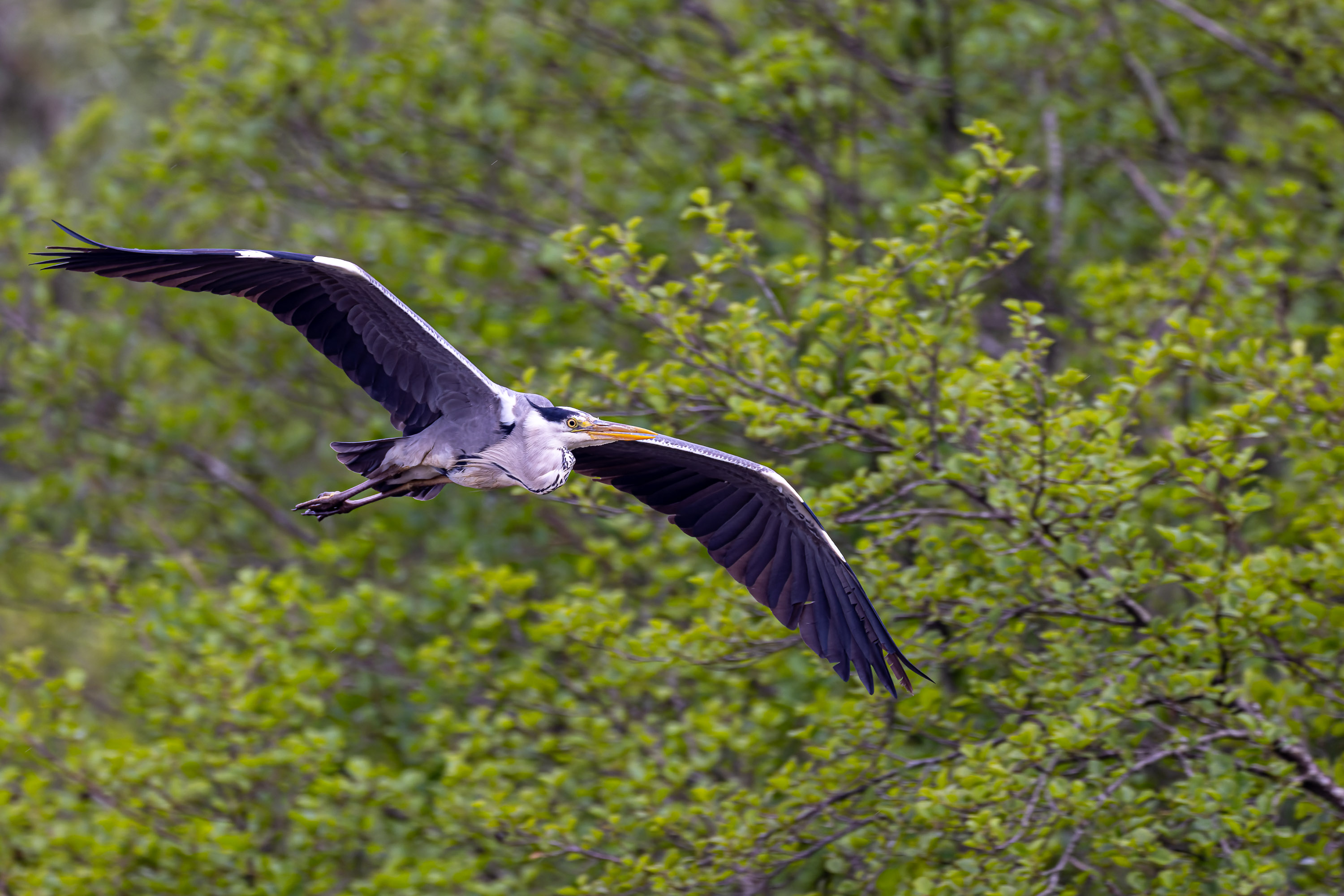 Graureiher im Anflug