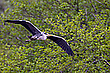 Graureiher im Anflug