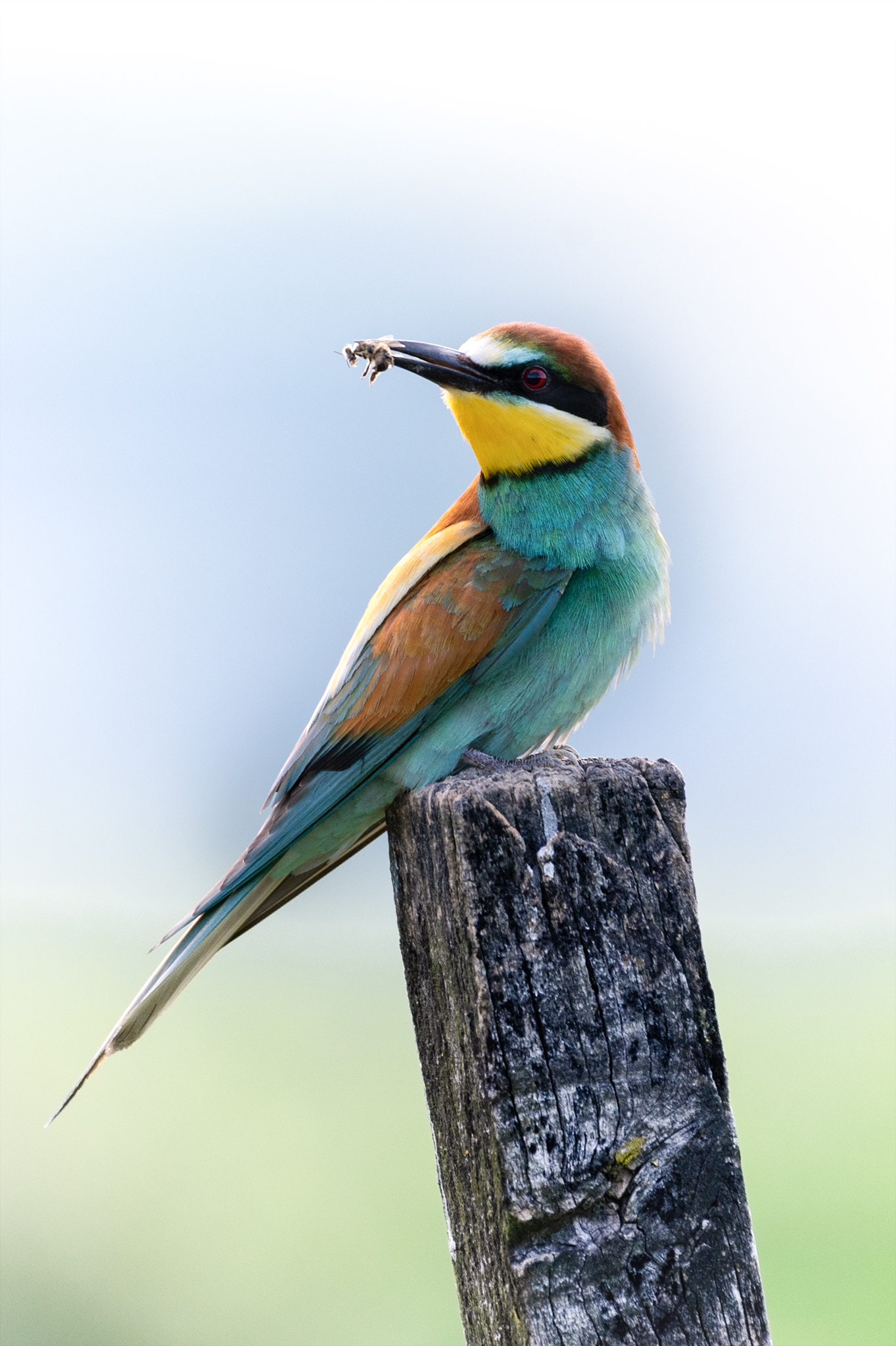 Bienenfresser mit passender Beute, eine Biene