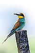 Bienenfresser mit passender Beute, eine Biene